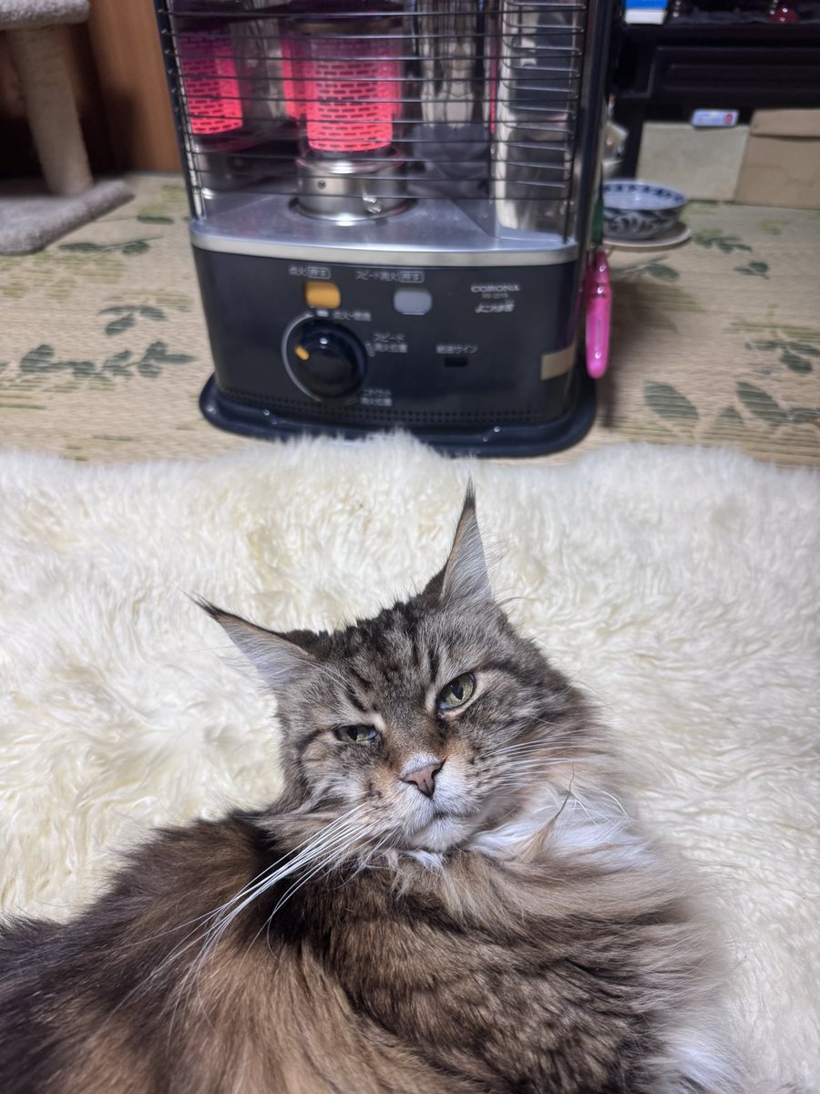 アマンダ 誤字脱字絶好調 (@amannda810) / Posts / X