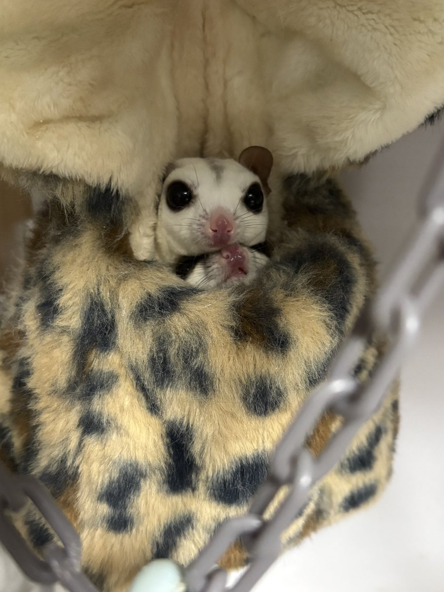 jin_leopa's tweet photo. #フクロモモンガ
#フクモモ https://t.co/99WjsKmF6y