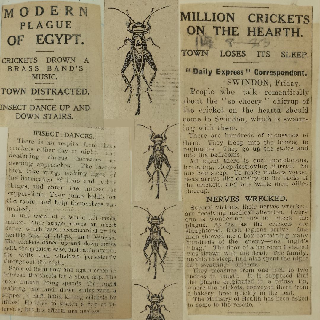 Local Studies tweet media