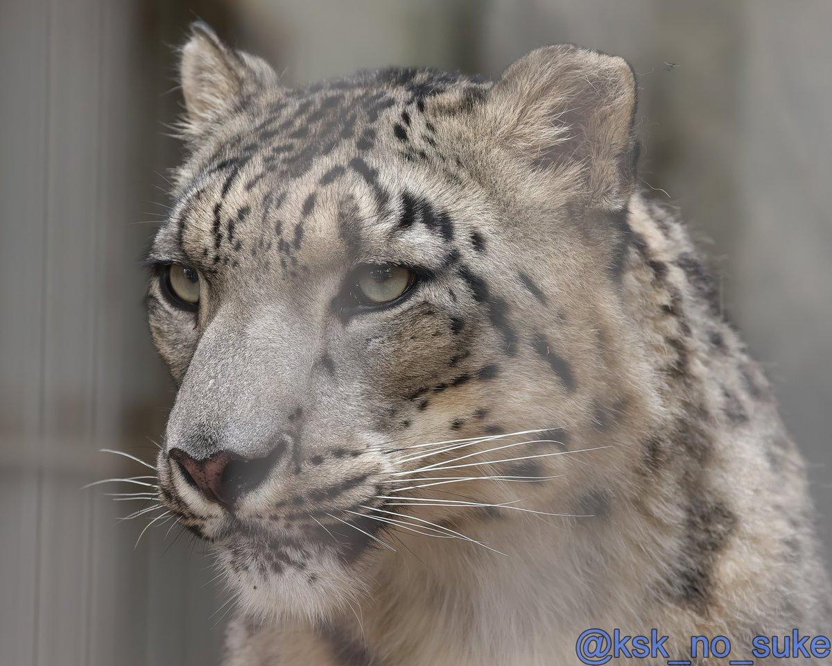2017年6月末、当時7歳のユキチ✨ 📷2017.6/29 #東山動植物園