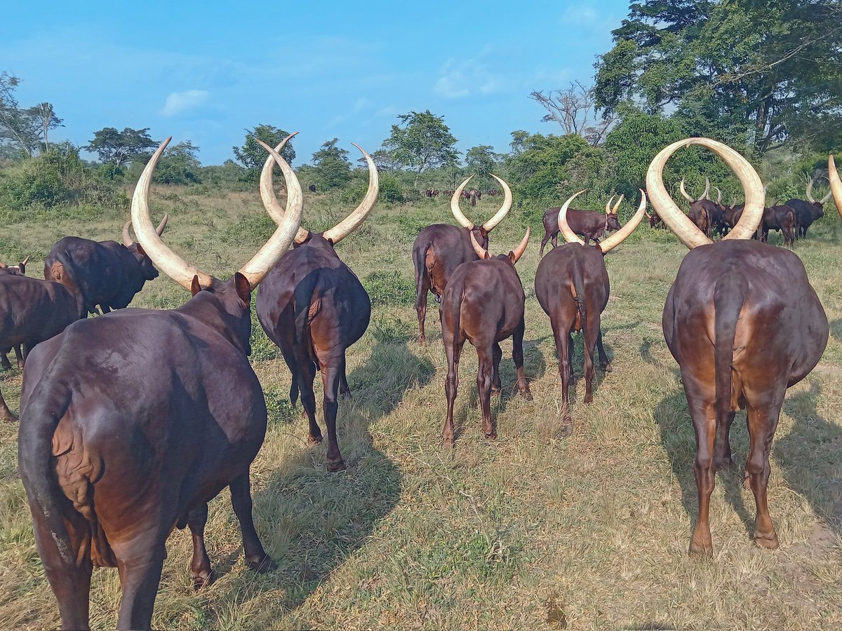 Here we go... #AnkoleCows.