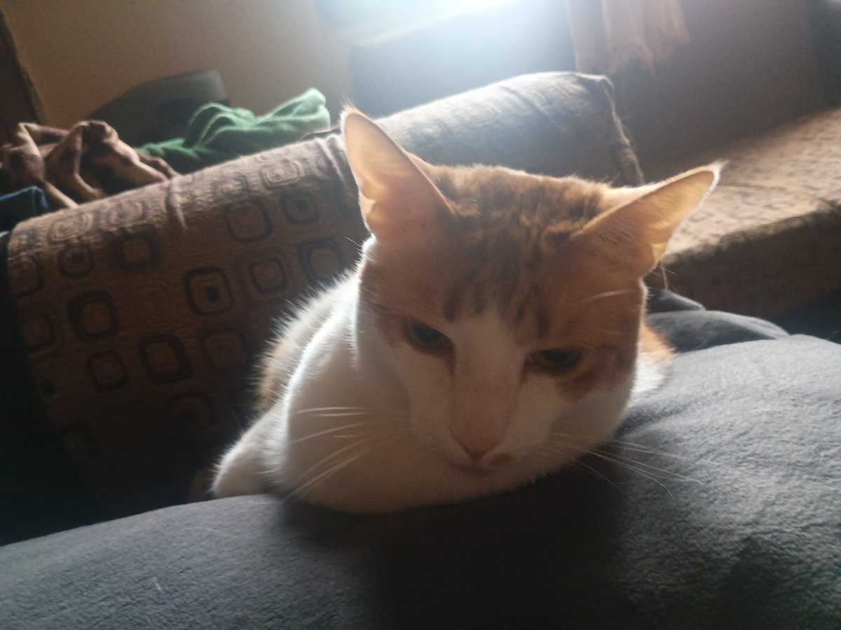 laffythfc's tweet image. Cats (Can you tell Simba doesn&apos;t like photos)