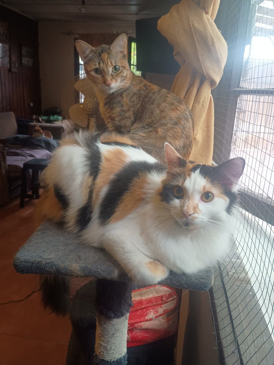 laffythfc's tweet image. Cats (Can you tell Simba doesn&apos;t like photos)