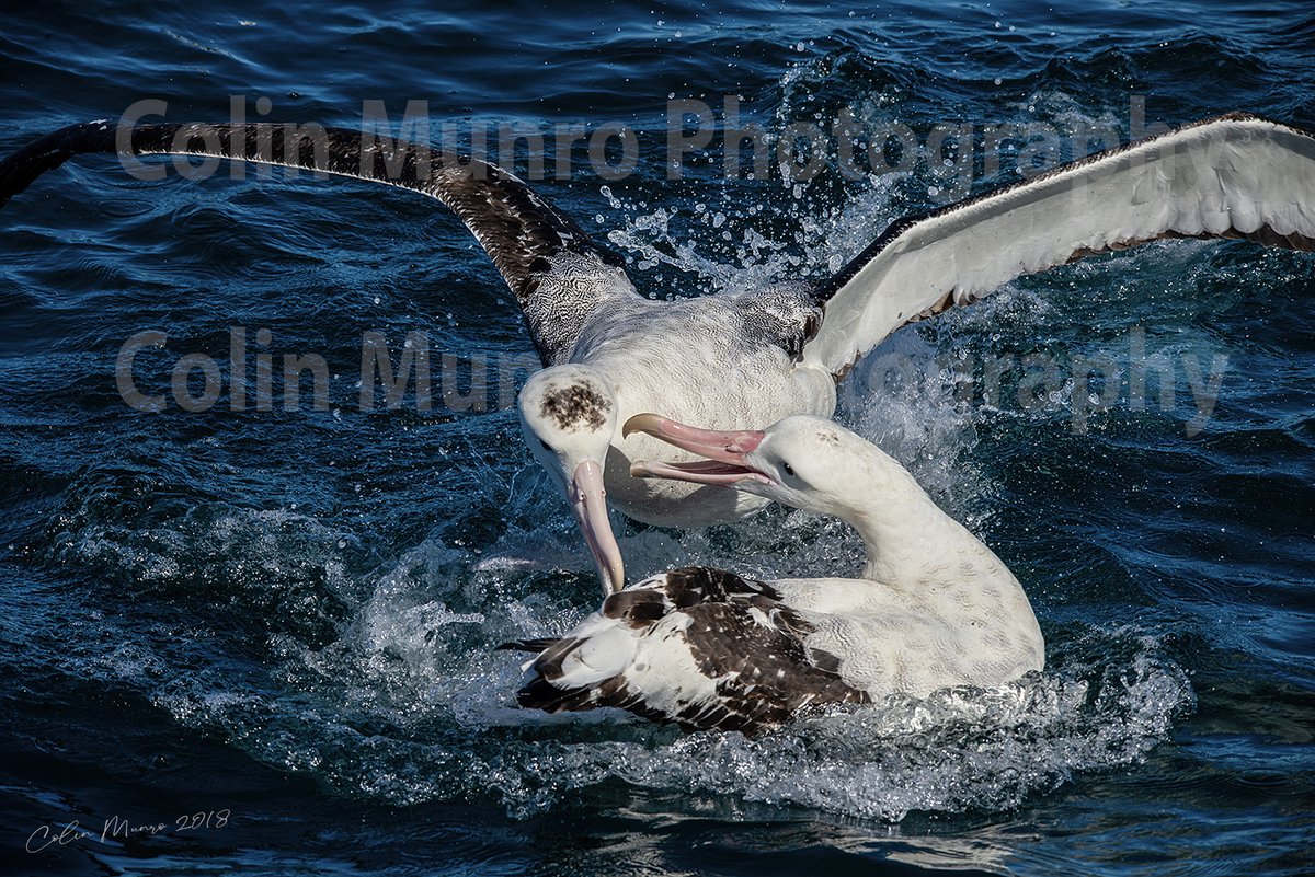 Struggling to find unique Christmas gifts? I'm making some of my favourite photographs available as Fine Art Prints. Museum quality prints, ready to frame. Signed (or unsigned) Each print made to order. #wildlifeprints #wildlifeartwork
colinmunrophotography.com/wildlife-print…