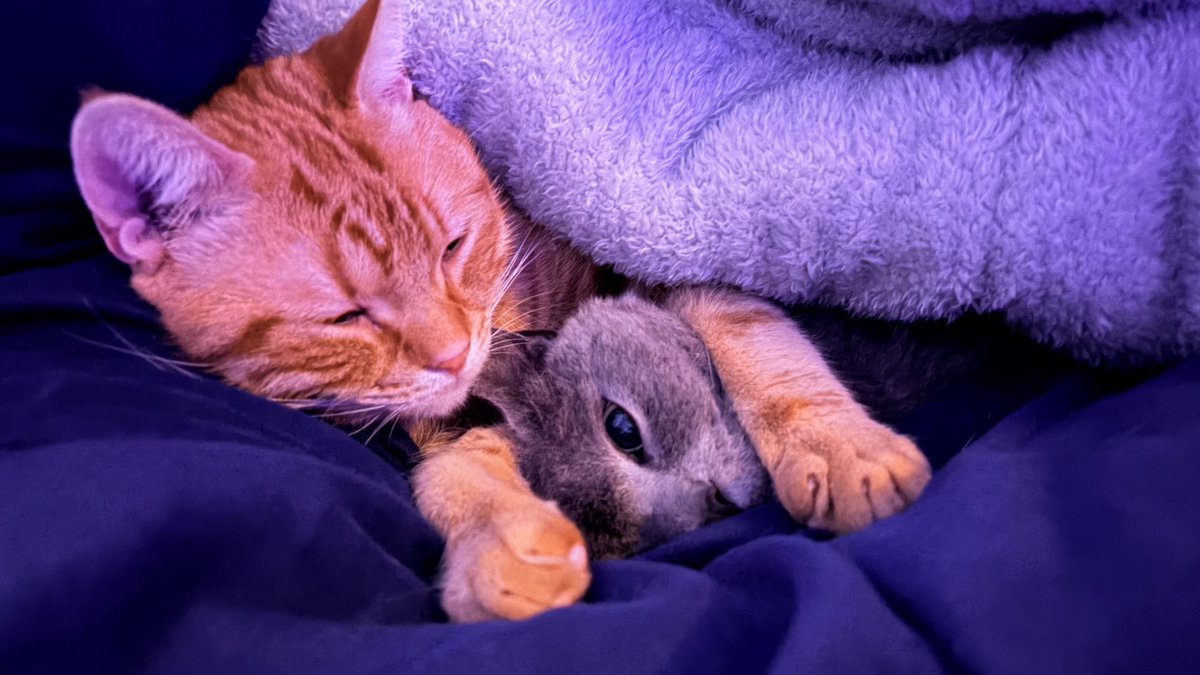 猫と寝てるけどあずきくんが苦しそう