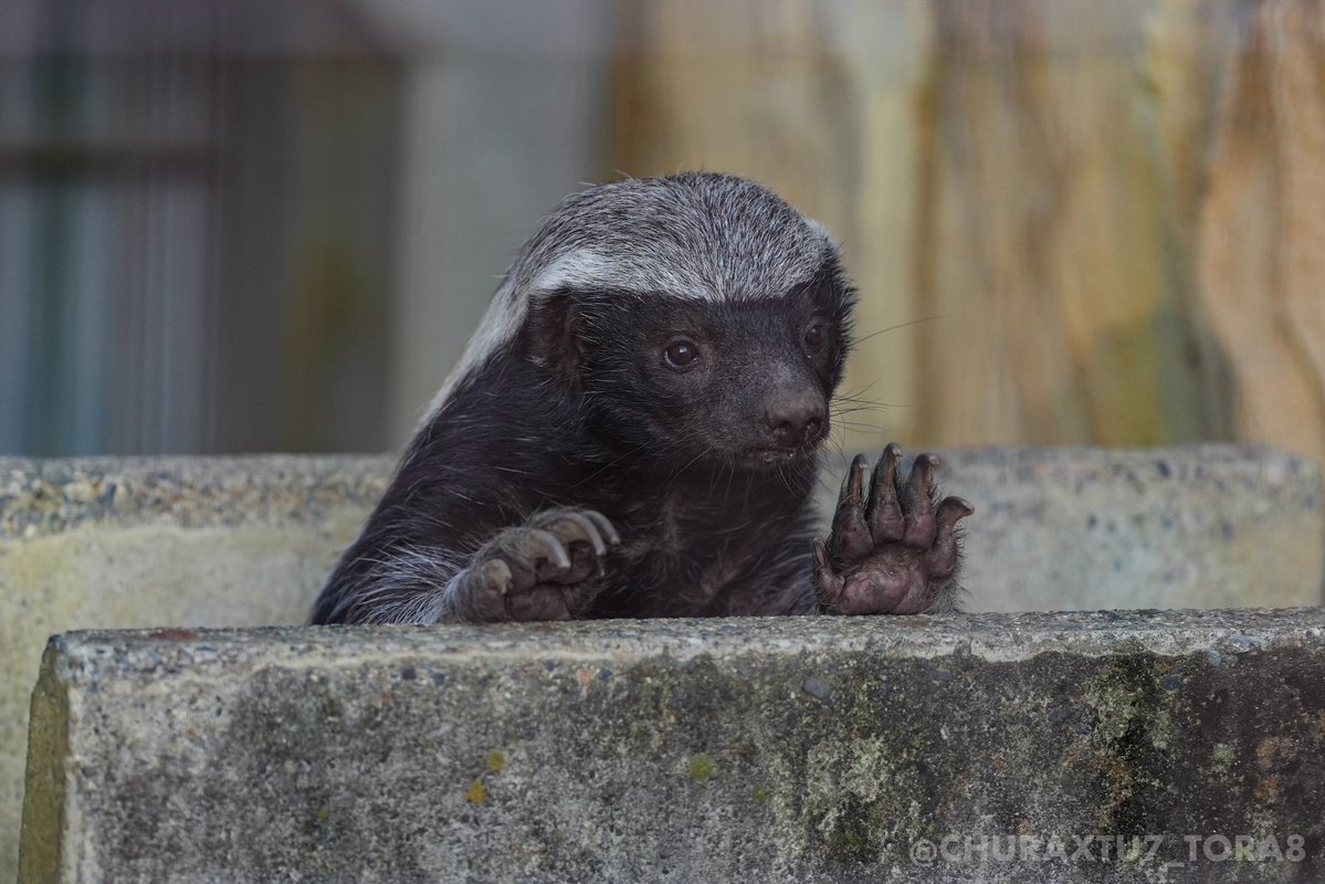 CHURAXTU7_TORA8's tweet image. ひょっこりザビーさん🦡
#東山動植物園　#ラーテル
📷2025年11月