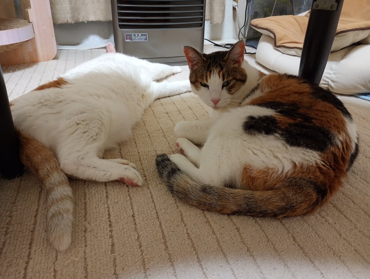 cs_tora's tweet image. ストーブ前は大人気