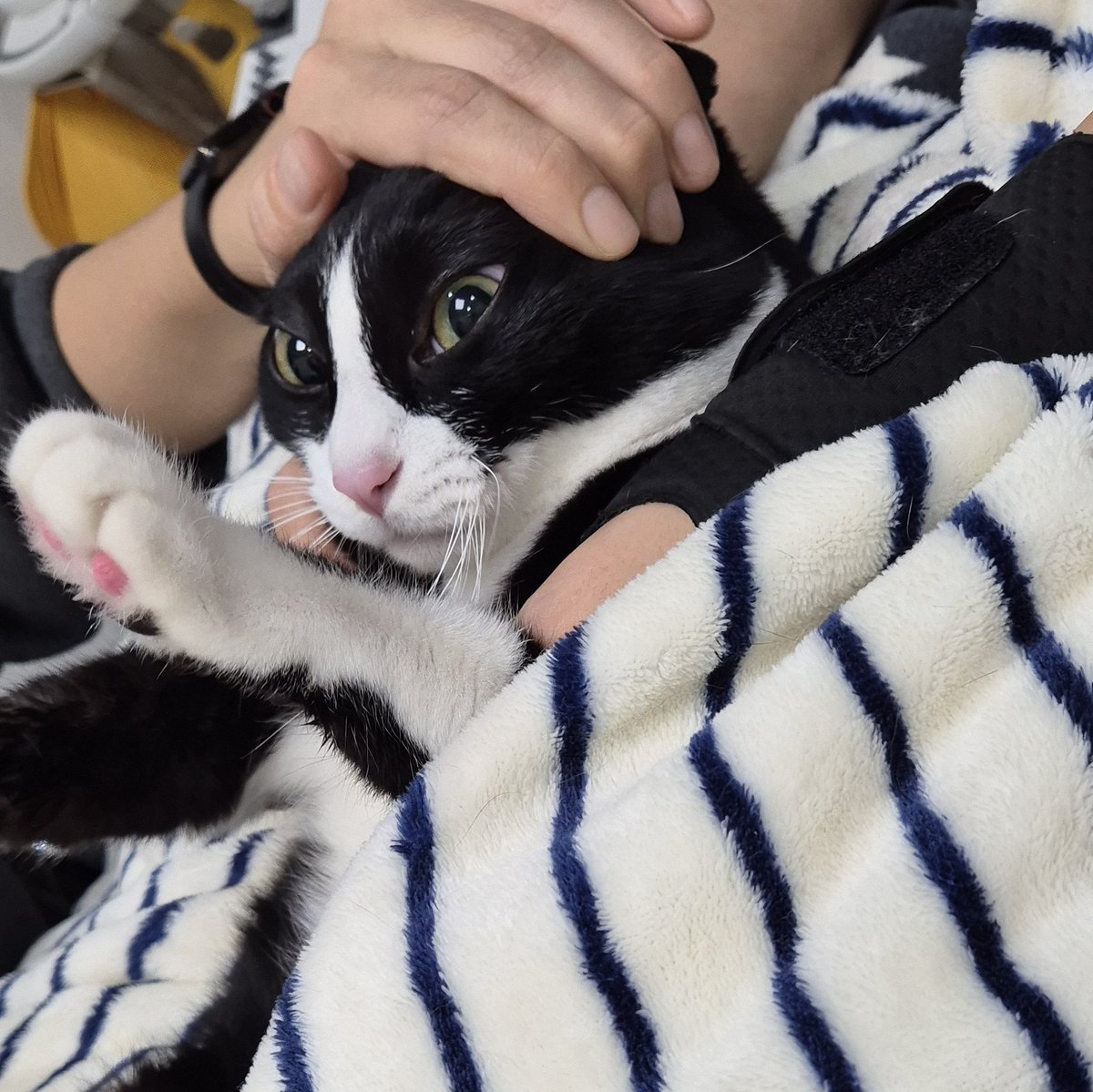 small_Poshigi's tweet image. 양뽀식 건강검진 받다. 
선생님 말씀: 애가 버릇이 아주 없고, 그 외엔 건강합니다.