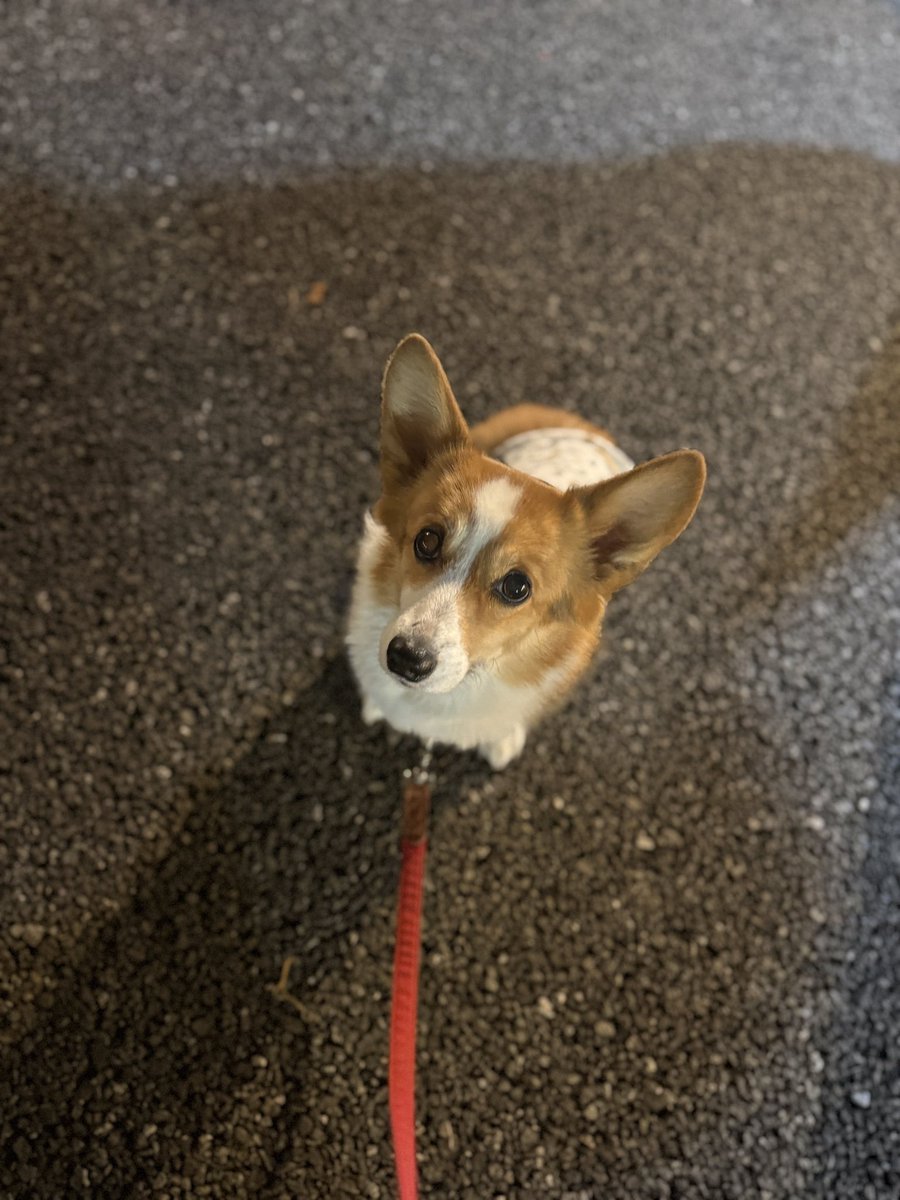 chobison's tweet image. これを食べてる間ずーーーっと見られてた
寒すぎて帰って速攻お風呂🛁
#コーギー #corgi