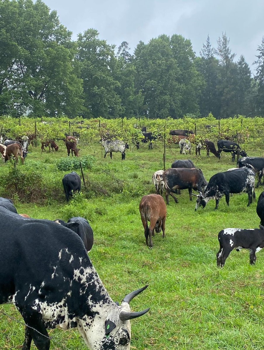 ZuluSweG's tweet image. Nabuke ubudoda la obukhona wemajongo usibona nje thina singenazimoto ney’mpahla zokugqoka ey’bizayo nakhu esinakho&amp;gt;&amp;gt;&amp;gt;

1. Umhlaba.
2. Imfuyo.
3. Amakhosikazi.

Uyabona nje mina majongo imoto angiyihaleli noma ngiy’bona yinto leyo engiyoze ngiyithengelwe iy’ngane zami uma ziyobe…