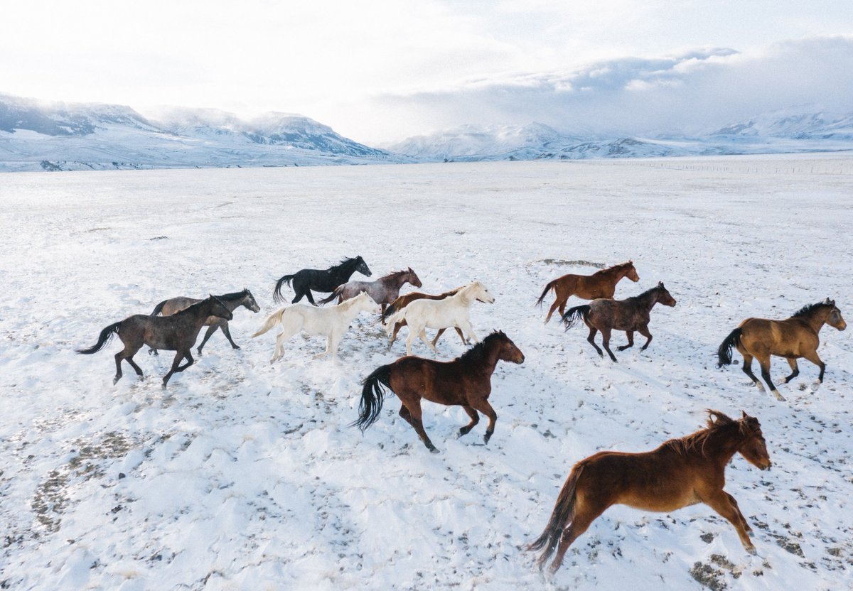 some pics from Pitchfork Ranch in Meeteetse, Wyoming. They're hiring a Summer Intern for their cattle and hay ranch loca