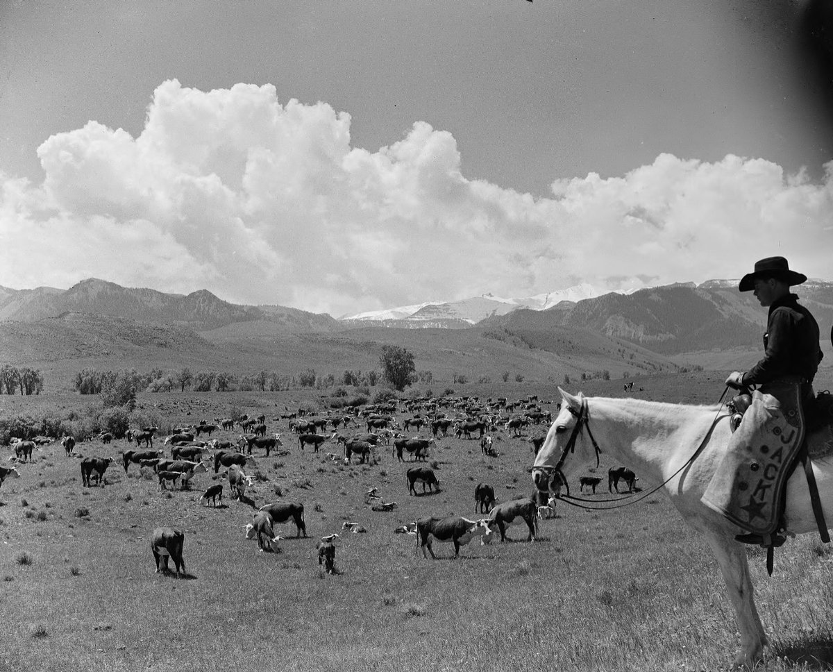 some pics from Pitchfork Ranch in Meeteetse, Wyoming. They're hiring a Summer Intern for their cattle and hay ranch loca