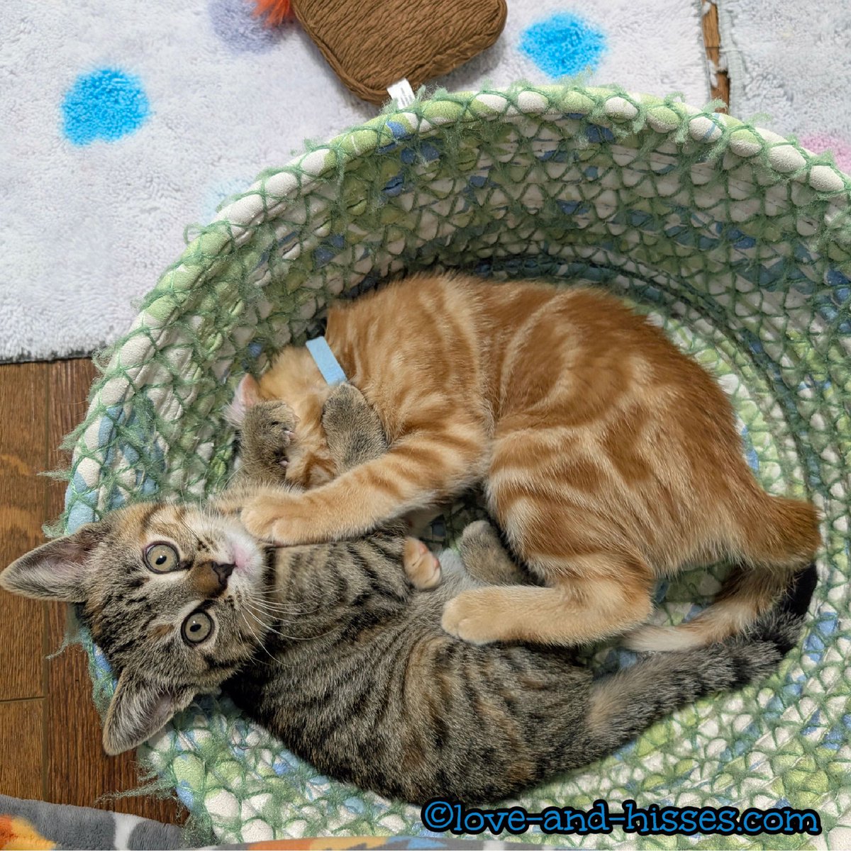 Flamenco's all "Don't look, Ethel!"