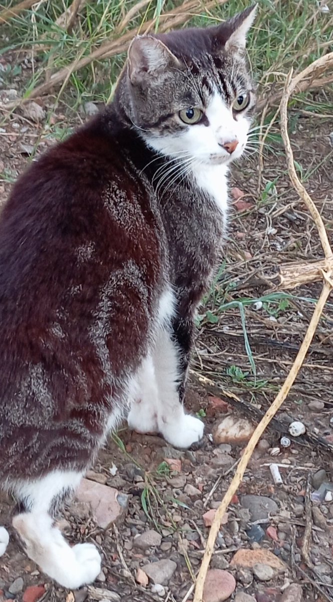 🆘🆘🆘 #Siusplau l'han abandonat 😿. S' està aprimant i pateixen per la seva salut. Han aconseguit una #Acollida molt temporal. Necessita una #Adopció 🙏🏡😿, trobar una familia per a tota la vida 🆘🆘🆘 Està a #Balaguer #Lleida, pot viatjar ☎️ wasap 646689901 #AdoptaUnGat