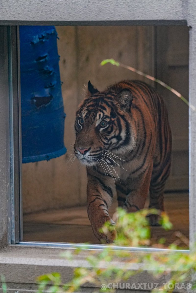 CHURAXTU7_TORA8's tweet image. ドラム缶お部屋で遊び倒しているようですね🛢️🐯🤭
#東山動植物園　#スマトラトラ　#アロナ
📷2025年11月