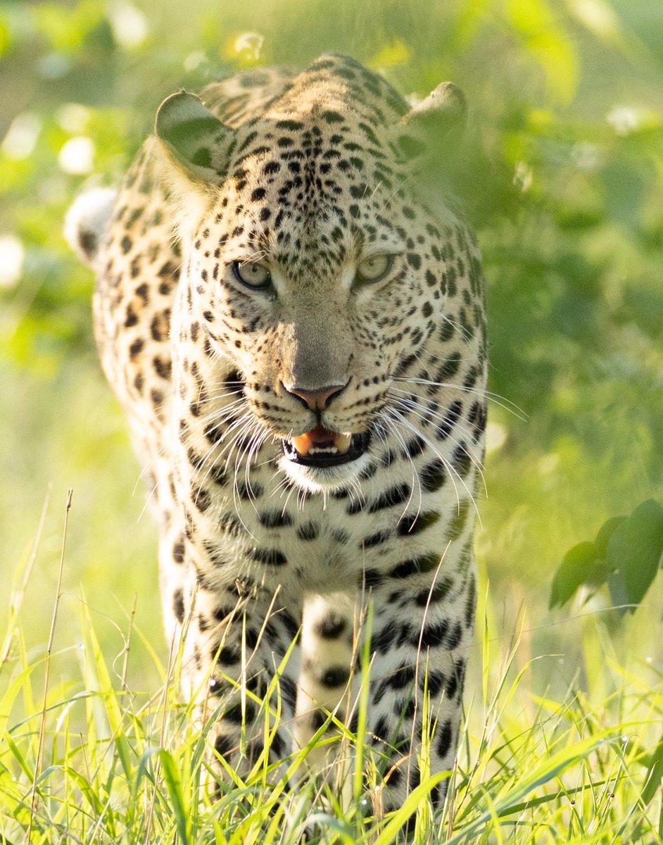 Photo Safari Company tweet media