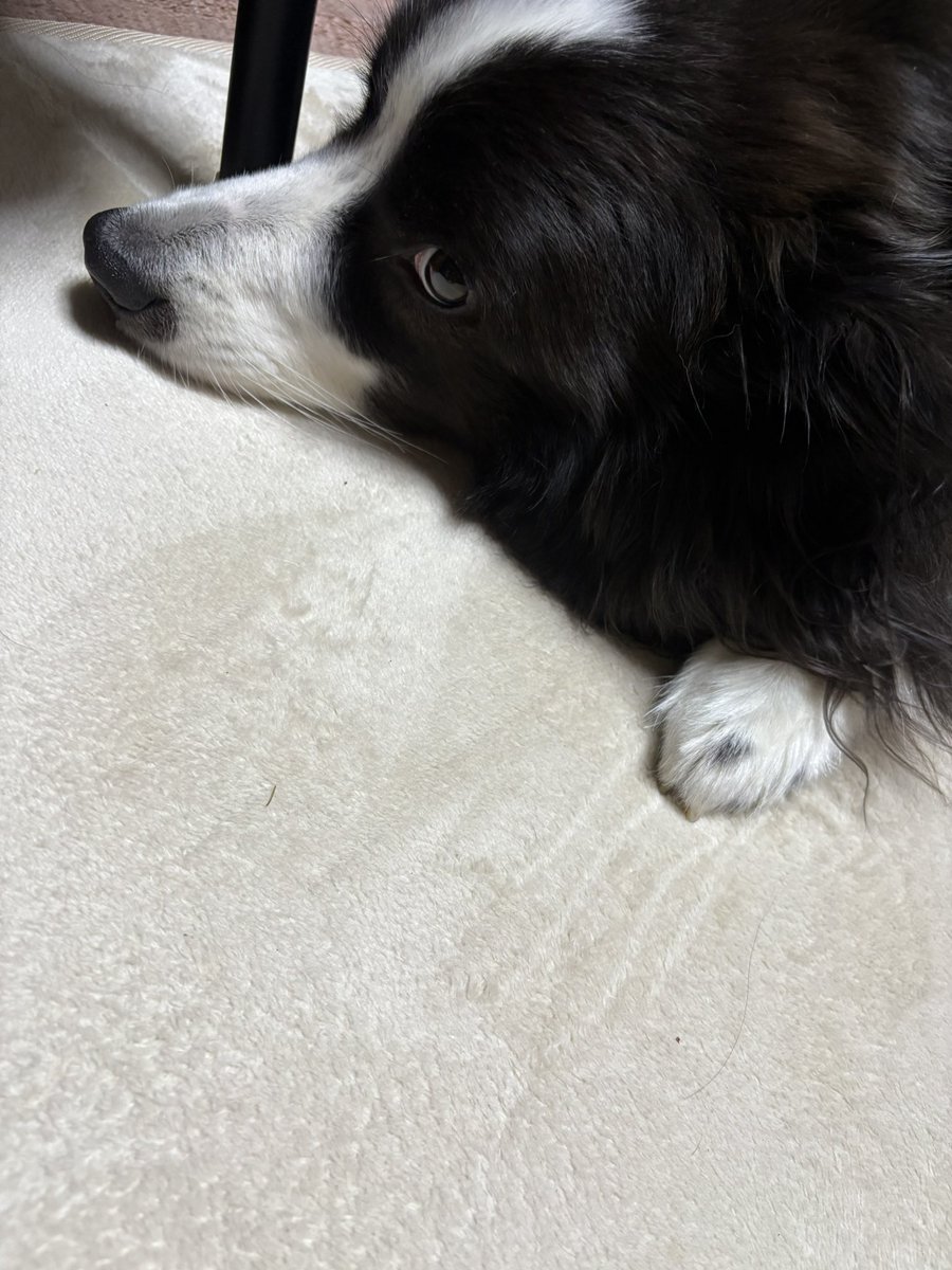 raw_bc_2021_03's tweet photo. 絨毯に付いた爪痕で伸びたなぁと、、 https://t.co/4Ja6uungvc