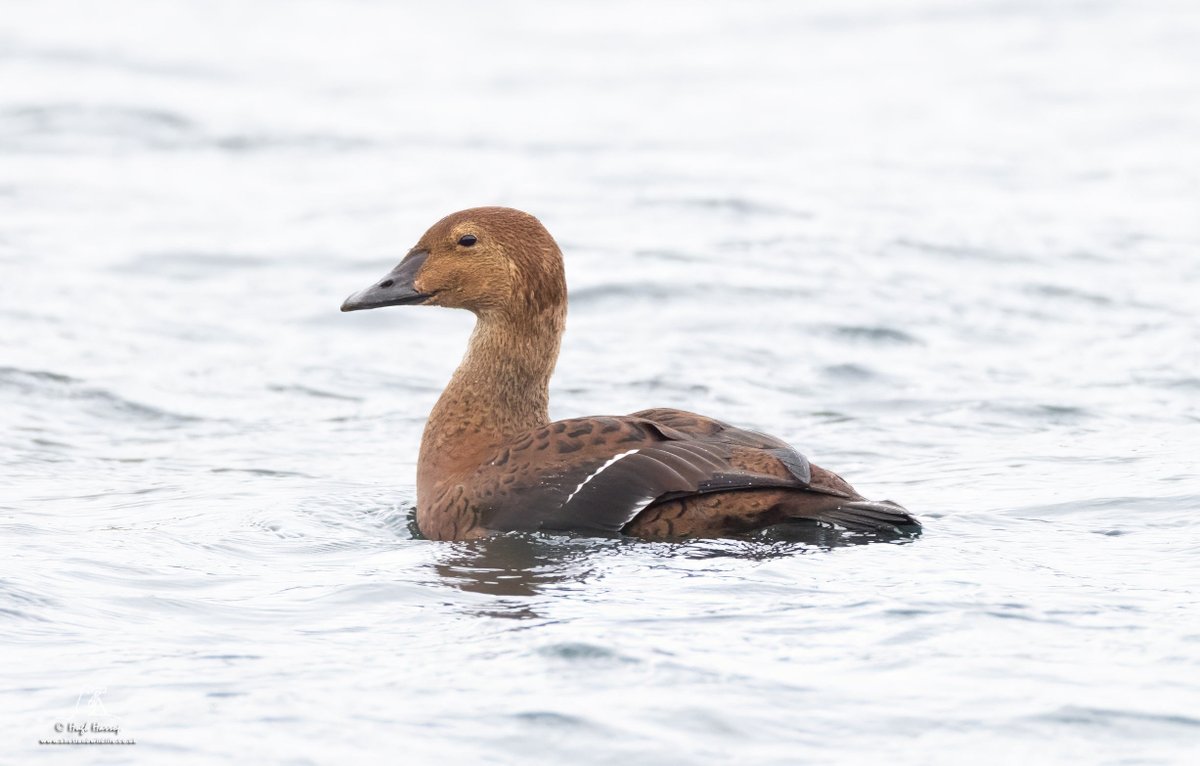 HughHarrop's tweet photo. Fabulous views of this female King Eider (perhaps better called a 'Queen' Eider) in Scalloway Harbour, Shetland this morning. https://t.co/mXV11yDS6C