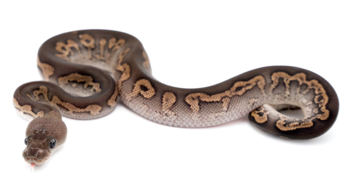 PRECIOUS tweet media