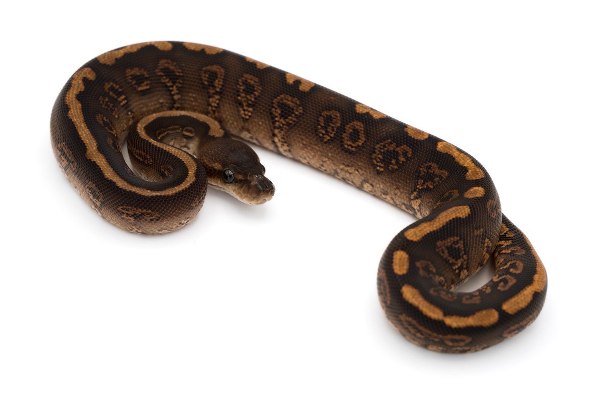 PRECIOUS tweet media