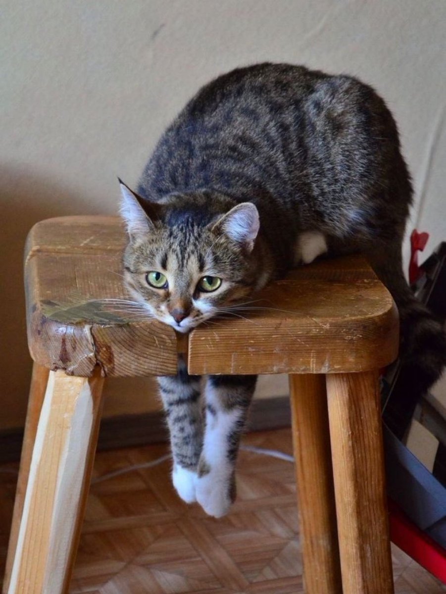 飼い主に叱られた猫