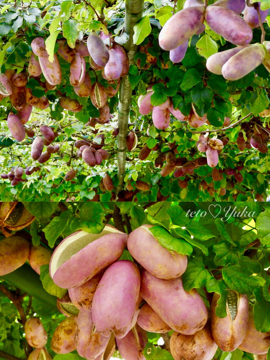 Nature Plants_hana_ Community on X - 300 Members