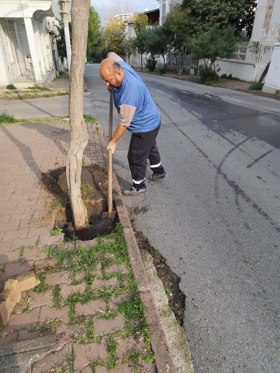 Adalar Belediyesi Fen İşleri Müdürlüğü Park ve Bahçeler Birimimiz, Büyükada’da ağaç dikim çalışmalarını sürdürerek doğamıza nefes katmaya devam ediyor. Şu ana kadar yapılan çalışmalar kapsamında yaklaşık 60 ağaç dikimi gerçekleştirilmiştir.

Daha temiz, daha yeşil, daha sağlıklı