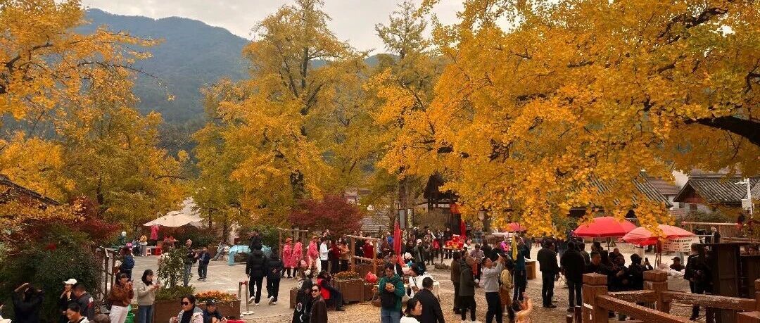 AlenWhite130799's tweet image. Experience the stunning autumn in Huzhou, China! The Metasequoia forest in Taohualing Park &amp;amp; 500-year-old maple trees in Moganshan are now in their peak season. Red, yellow &amp;amp; green hues paint a mesmerizing landscape. 🍁 #AutumnInChina #HuzhouTravel #FallColors