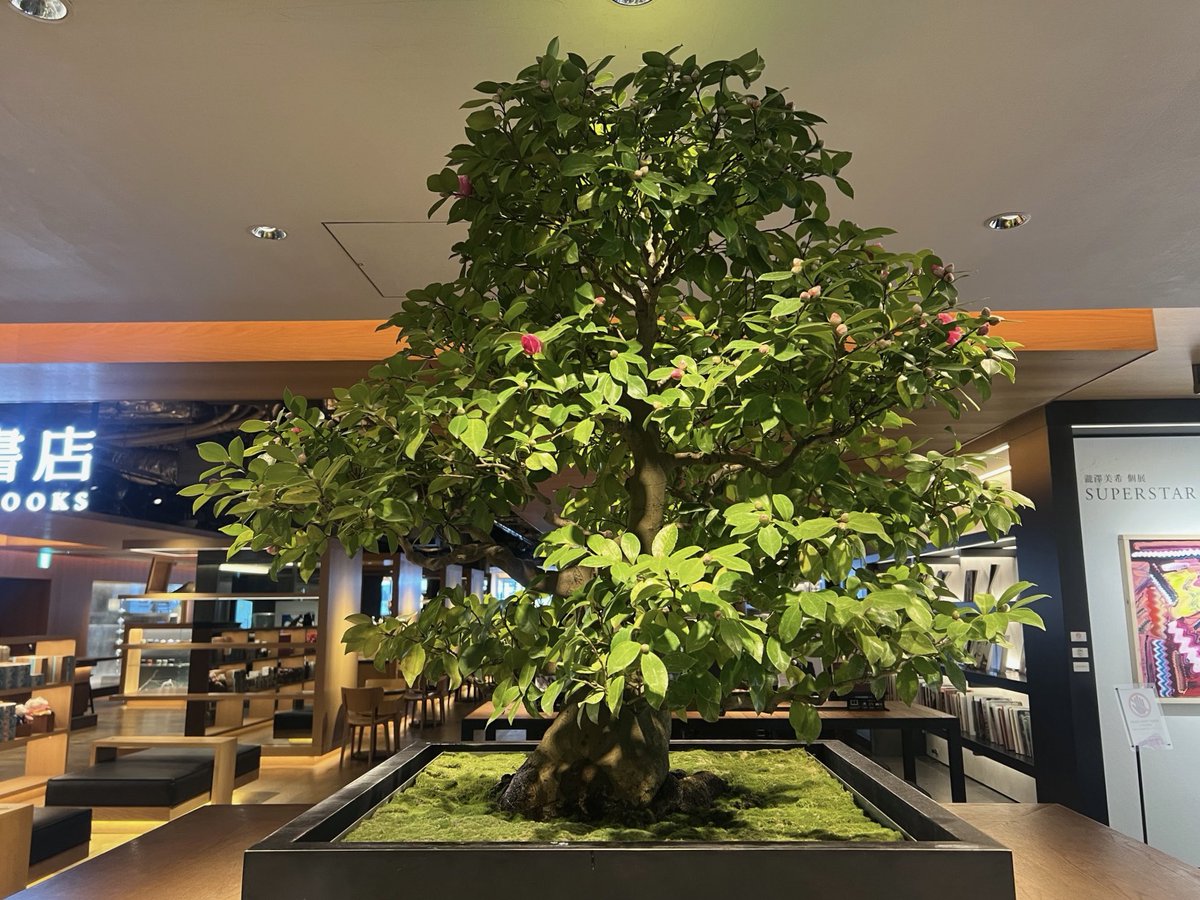 販売中／ 【盆栽】山茶花 (サザンカ) 樹齢約80年 #銀座蔦屋書店 #銀座