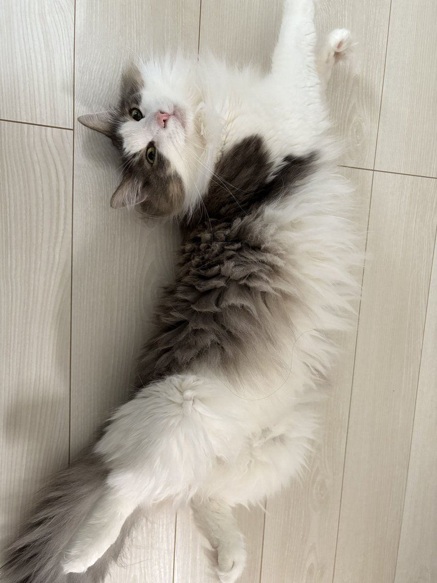 kusheruch's tweet photo. #POSTUDIO　#猫フォト https://t.co/BeK19f90ig