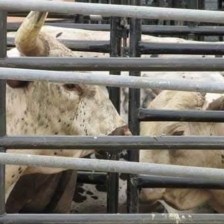 <a href="/xbillc/">Mike Boatworx</a>  
It's Wednesday 
Thanksgiving Eve 
Y'all Enjoy Your Wednesday 
Stay Safe Stay Strong 
God Bless Our Bucking Bull Family 
Bucking Bulls Matter Amen 
🦬🤠🦬🤠🦬🤠🦬🤠🦬🤠🦬🤠🦬🦬🦬