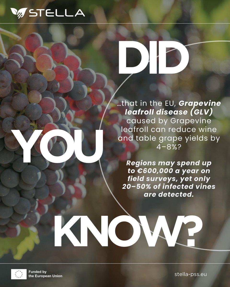 STELLAHorizonEU's tweet image. 🍇𝐃𝐢𝐝 𝐲𝐨𝐮 𝐤𝐧𝐨𝐰 that viral infections caused by Grapevine Leafroll is putting France’s vineyards at risk?
The disease can reduce EU grape yields by 4–8%. 📉
Stay tuned for our new blog!🔗 stella-pss.eu
#STELLAProject  #HorizonEU #AgriTech #PlantHealth