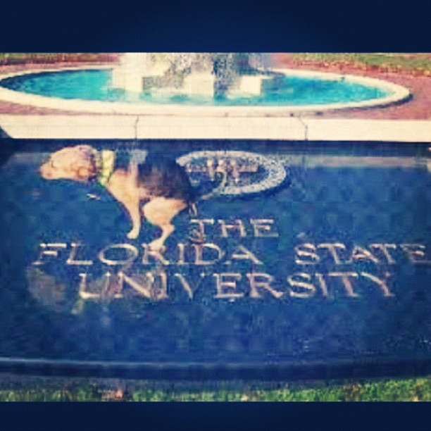 Commando074's tweet photo. Check out the smartest dog in the world.
#FSUHateWeek https://t.co/HQyot6CVRg