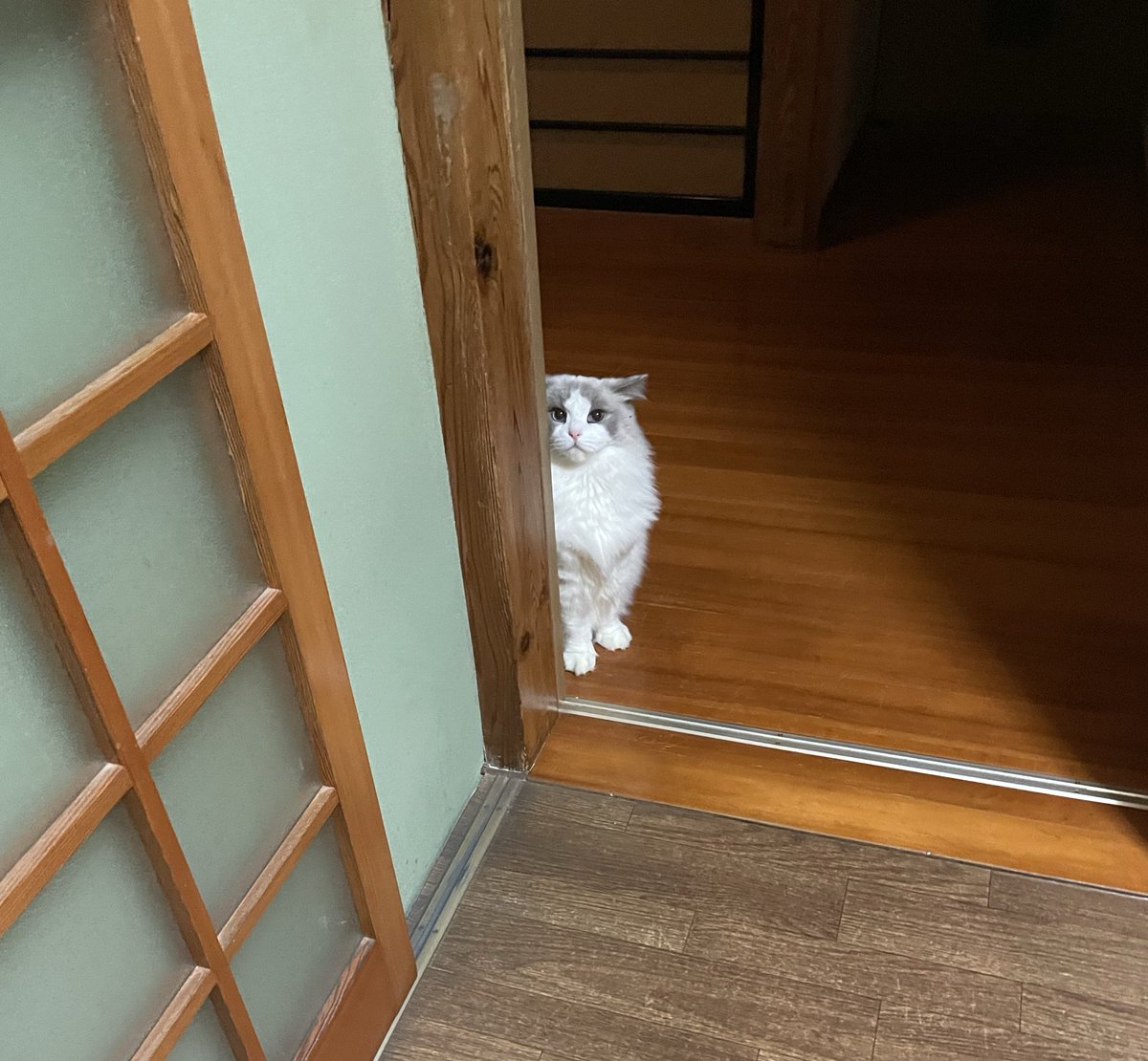 可愛すぎ❣️