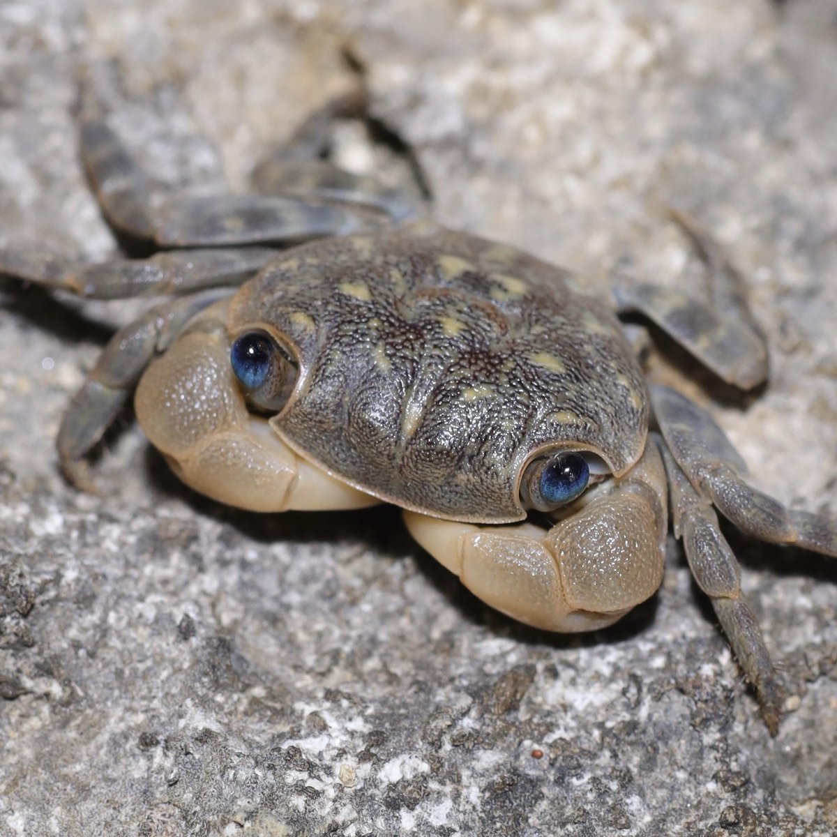 カニの散歩道Crabs' Promenade tweet media