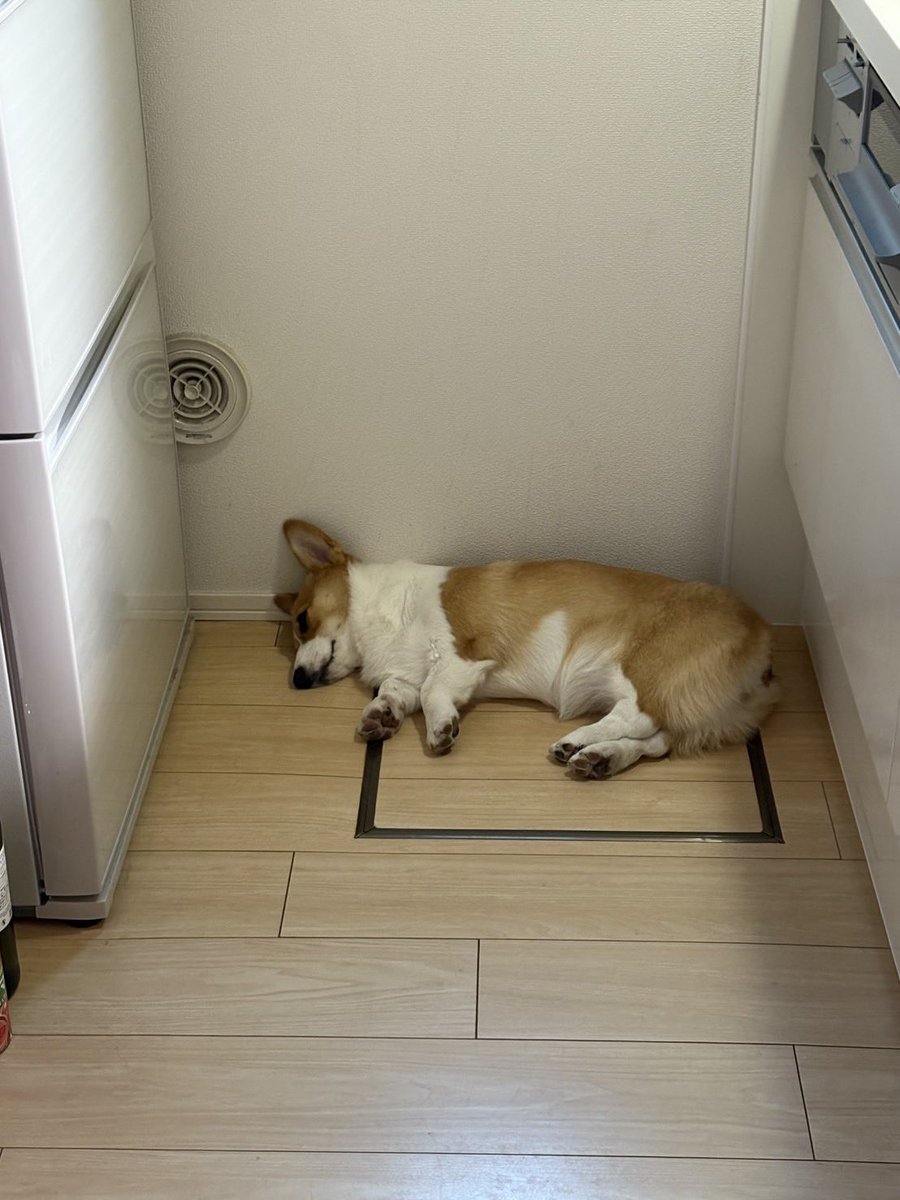 Nabi_and_Aru's tweet image. コーギーが落ちてます #コーギー #corgi