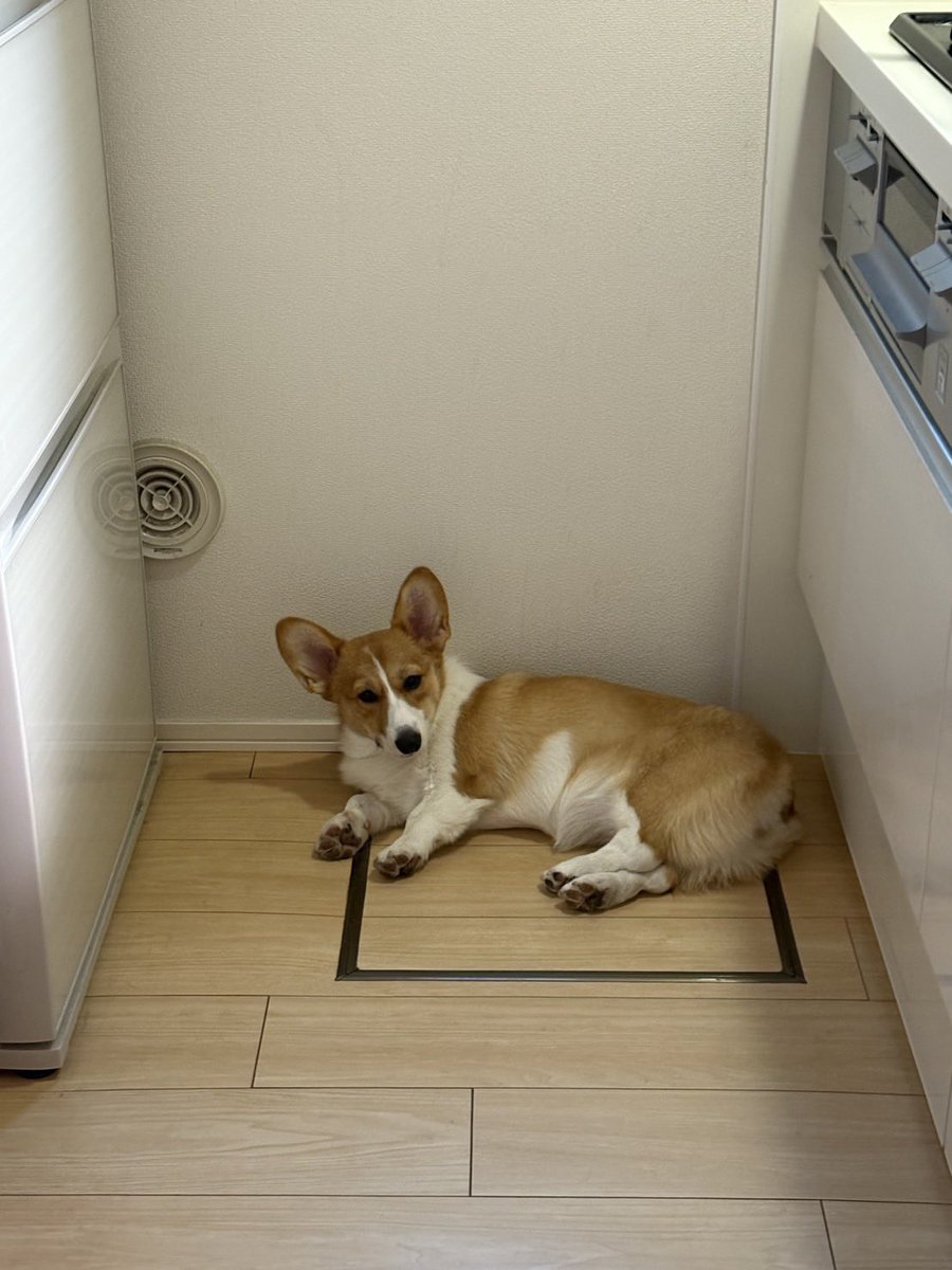 Nabi_and_Aru's tweet image. コーギーが落ちてます #コーギー #corgi