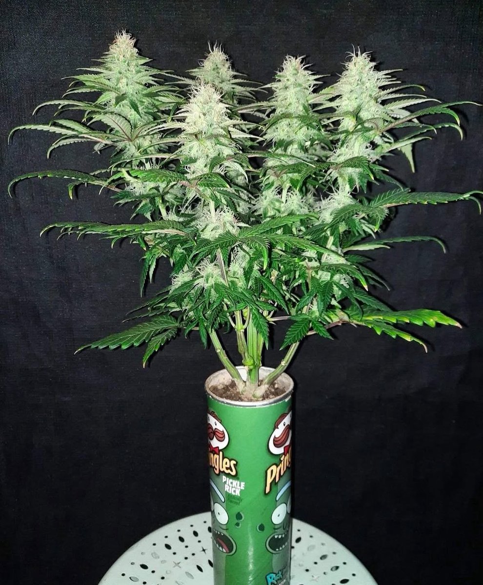 Good morning to everyone that says it back! 💚