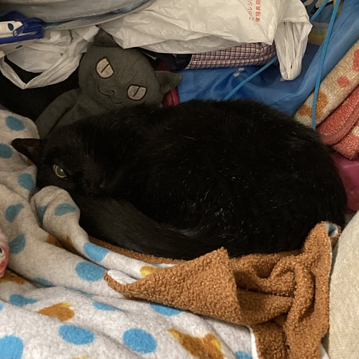 寝てるかと思いきや、めっちゃ見てる👀