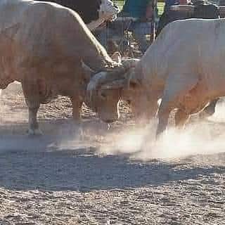 <a href="/xbillc/">Mike Boatworx</a>  
Thanksgiving Day at my Place 
Nothing like a Good Fight 
Gotta Love The Holidays 
God Bless Our Bucking Bull Family 
Bucking Bulls Matter Amen 
🦬🤠🦬🤠🦬🤠🦬🤠🦬🤠🦬🤠🦬🦬🦬