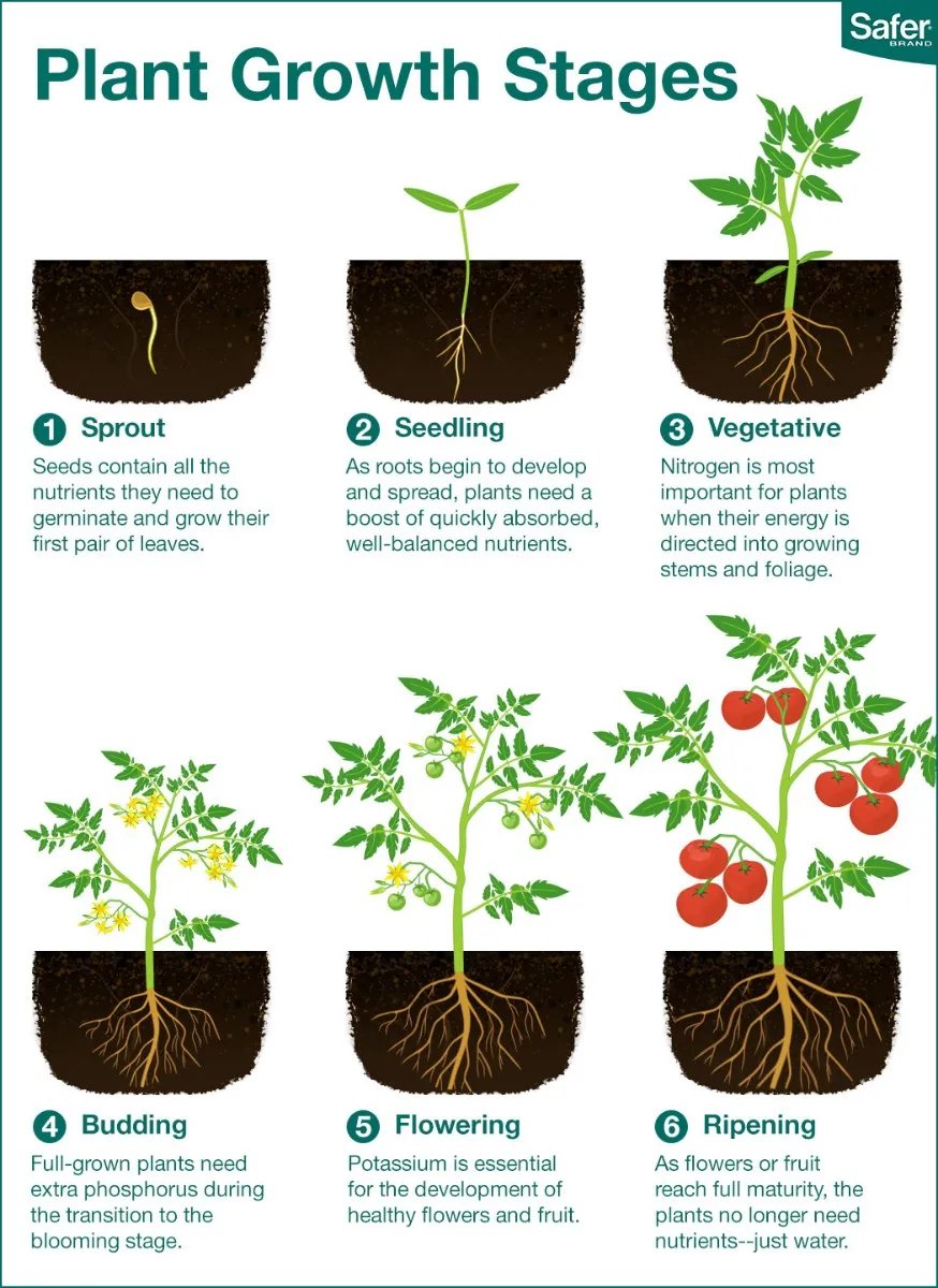 Agronomme_'s tweet image. Why Is It Important for Farmers to Understand Plant Growth Stages? Did you know that knowing the vegetative, reproductive, and maturity stages of plants helps farmers make smarter decisions?

Every successful farming season begins with one simple but powerful understanding:…