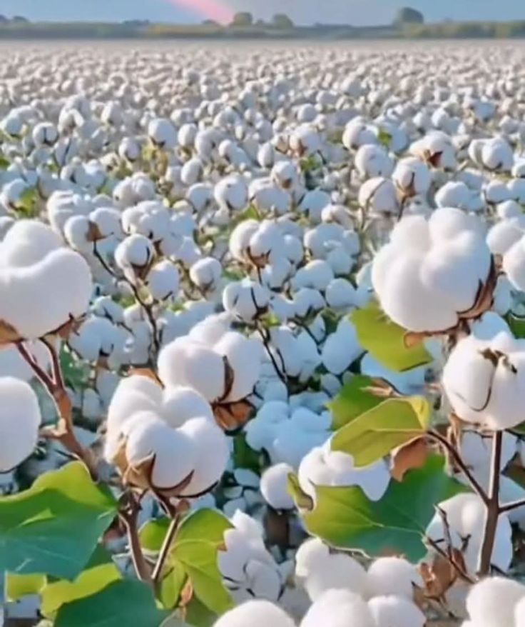 Sweet Nector tweet media