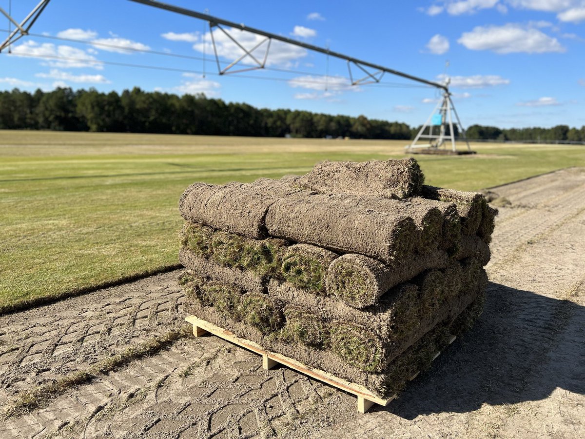 Thankful to be celebrating 10 years of being the best bermudagrass in the world. Thank you to the many farmers, families, landscapers, architects/designers, research universities, water conservationists, sports field managers, golf course superintendents…and of course kids and