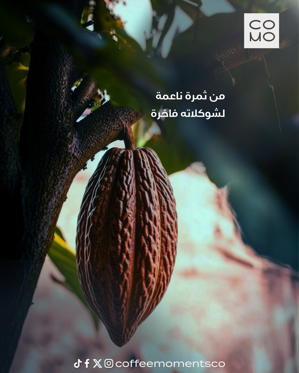 CoffeeMomentsCo's tweet image. كنت تعرف ان كل قطعة شوكلاته تحبها وتاكلها كانت بالأصل ثمرة صغيرة؟🧐🍫

#chocolate #cacao #cocoa #ثمرة_الكاكاو #حزام_الكاكاو #مزارع_الكاكاو #موليناري