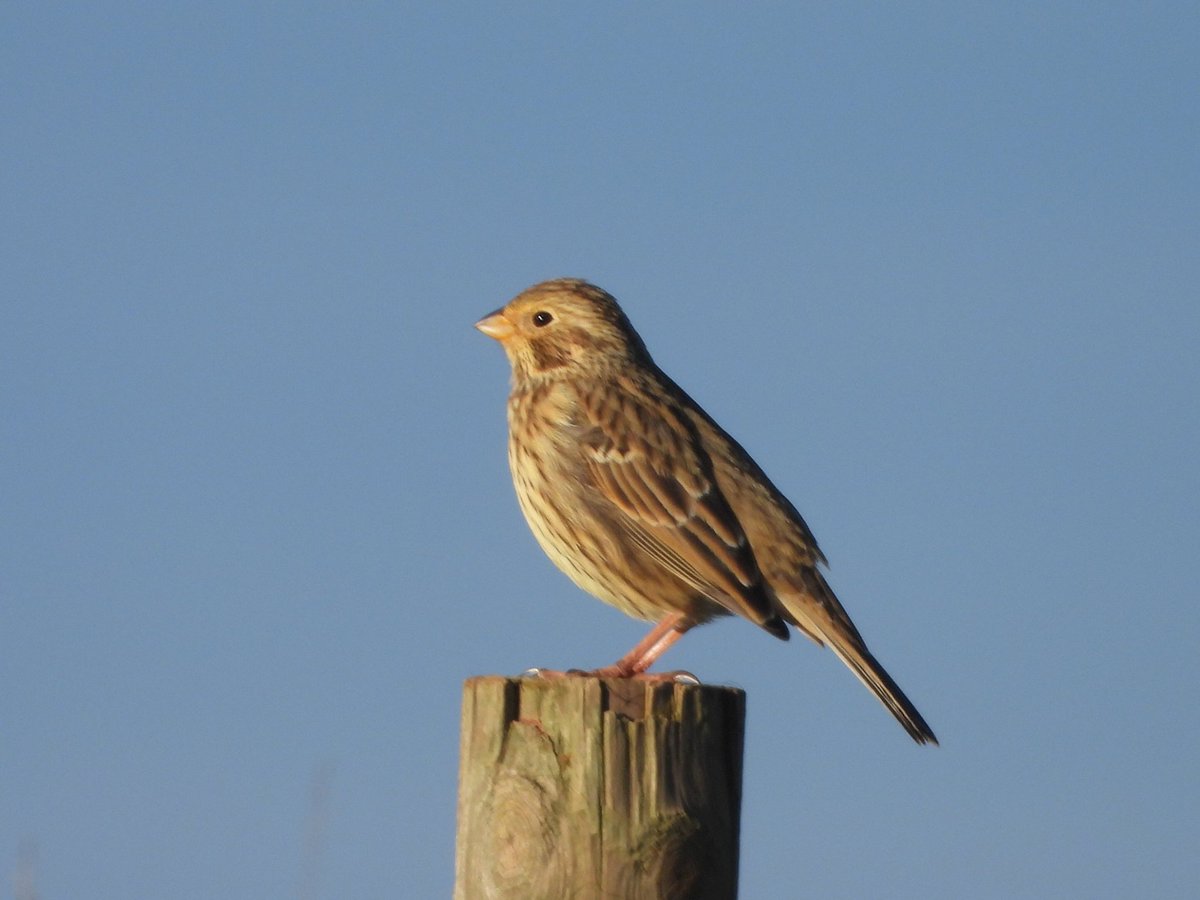 Tresham. Little Owl, Juv Peregrine, 24 Golden Plover, 2 Stonechats, 4 Red Kites and 4 Corn Bunting. #Glosbirds