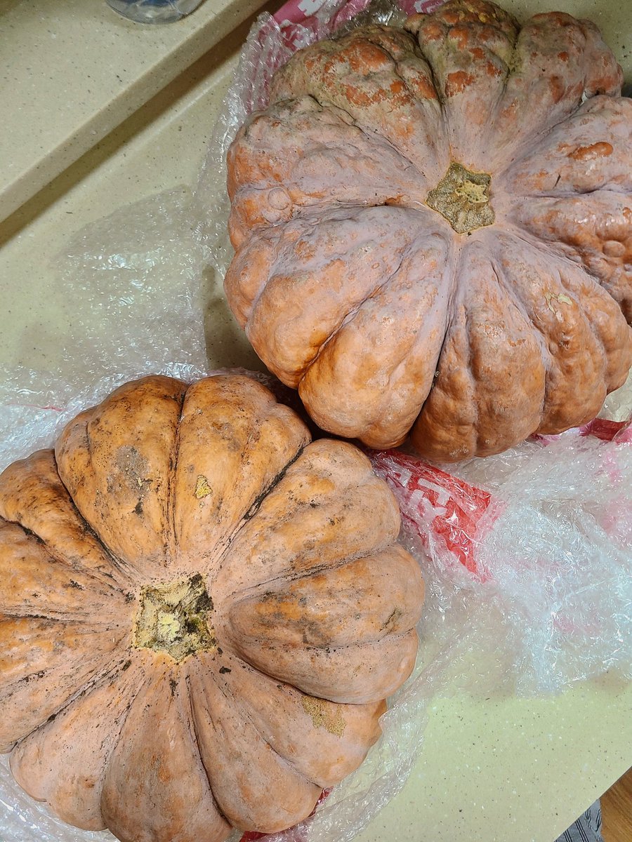 늙은 호박이 도착했다🎃