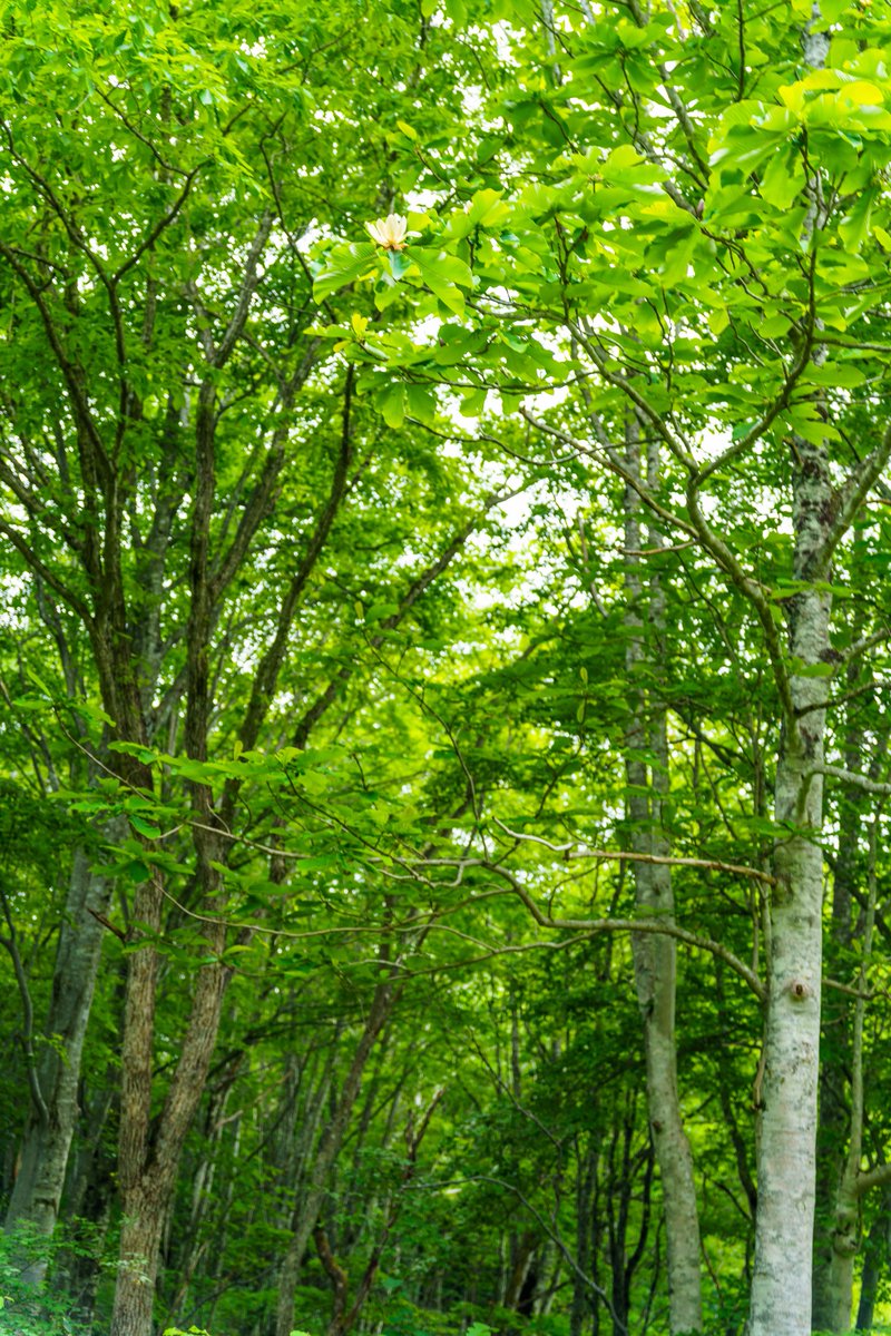 【#コミケの森 とは❓】

同人誌の製作にはたくさんの紙が使われます。

紙の原料である森林を保護する目的で、1993年より「森林保護募金」を行っています。

寄付先の「森林文化協会」さんが関わる群馬にある森の中に、スタッフ有志で植林をした場所があります🌳

#CMK50thカウントダウン 33日前