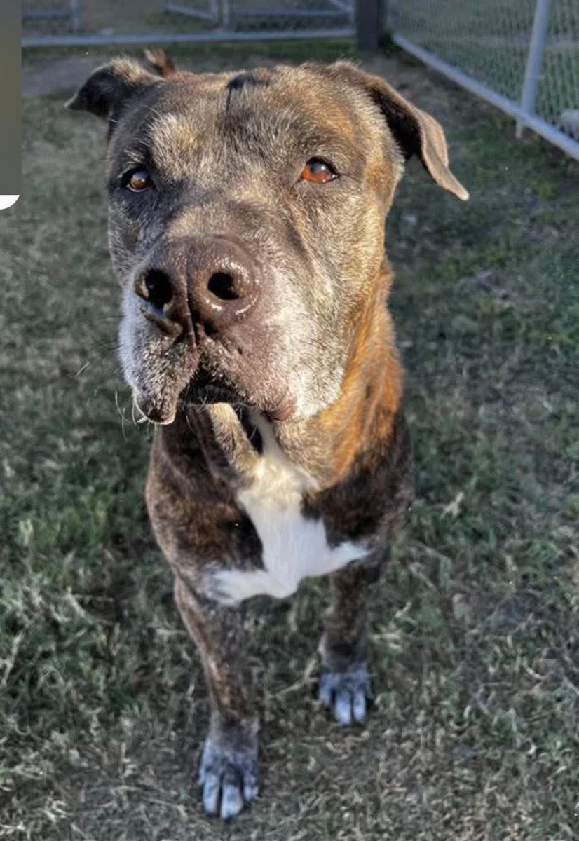 CHIQUITO #A307066 8YO 
I have been trying to save this darling boy for weeks,but it's like no one seems to care about him😭
How can that b?
Look at those pleading eyes,begging u SAVE him,that adorable little tongue,what a sweetheart!
PLZ #ADOPT #FOSTER OR #PLEDGE FOR RESCUE #TX