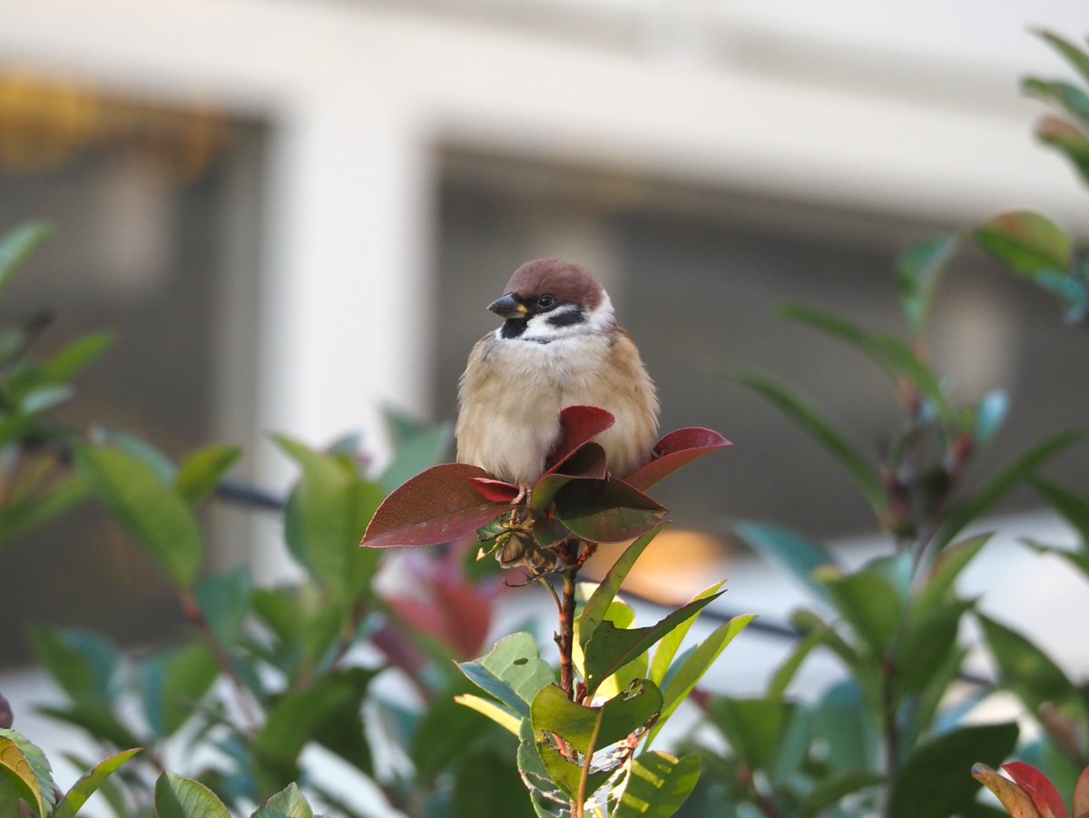 ちゅんちゅん (@chunchu0803) / Posts / X