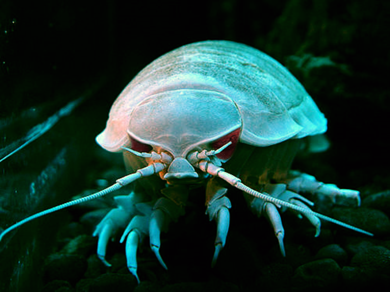 smartyrajesh513's tweet image. 🌊 Scientists exploring deep ocean (&amp;gt; 6000 m) recently just gave up 14 new species — from carnivorous shells to parasitic isopods. Reminder: we’ve explored &amp;lt;1% of the deep sea. #Biodiversity #Ocean”